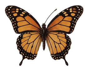Monarch butterfly